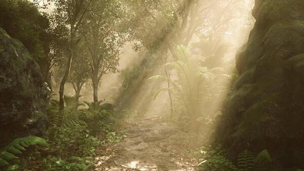 A quiet forest path with soft sunlight